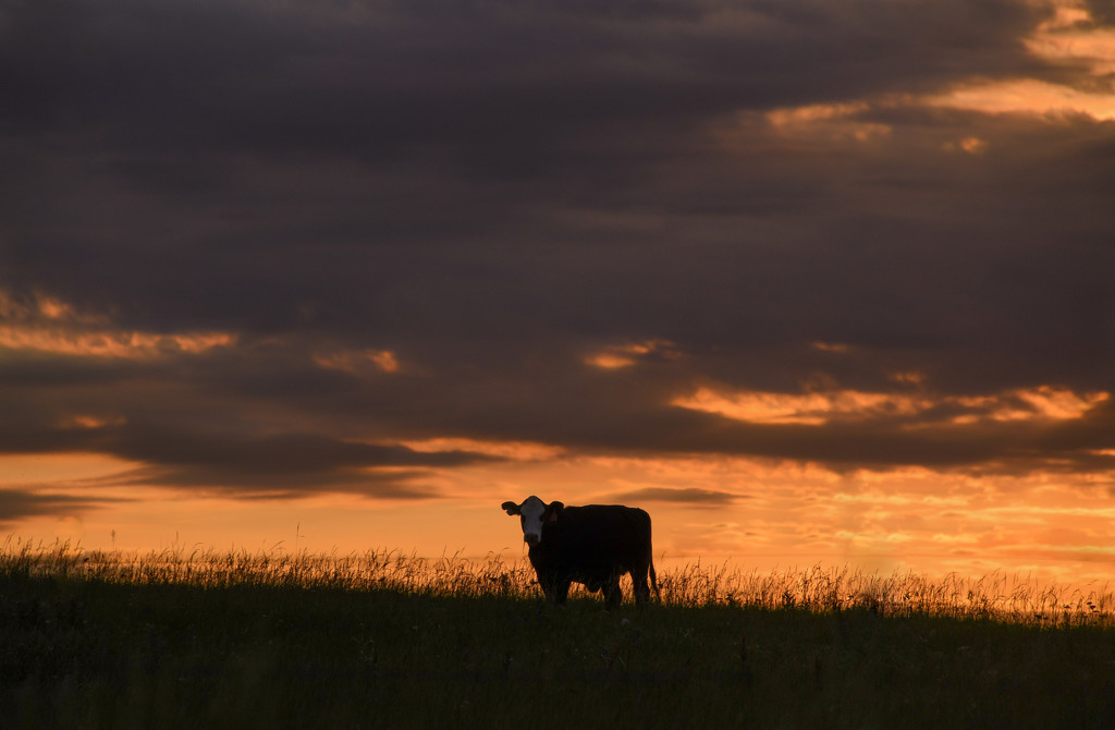 Standing Alone in His Field by kareenking