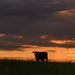 Standing Alone in His Field by kareenking