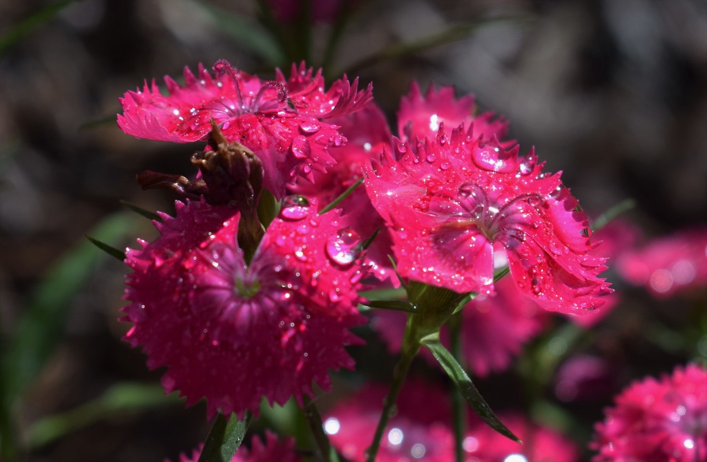 Raindrops on Dianthus by sandlily