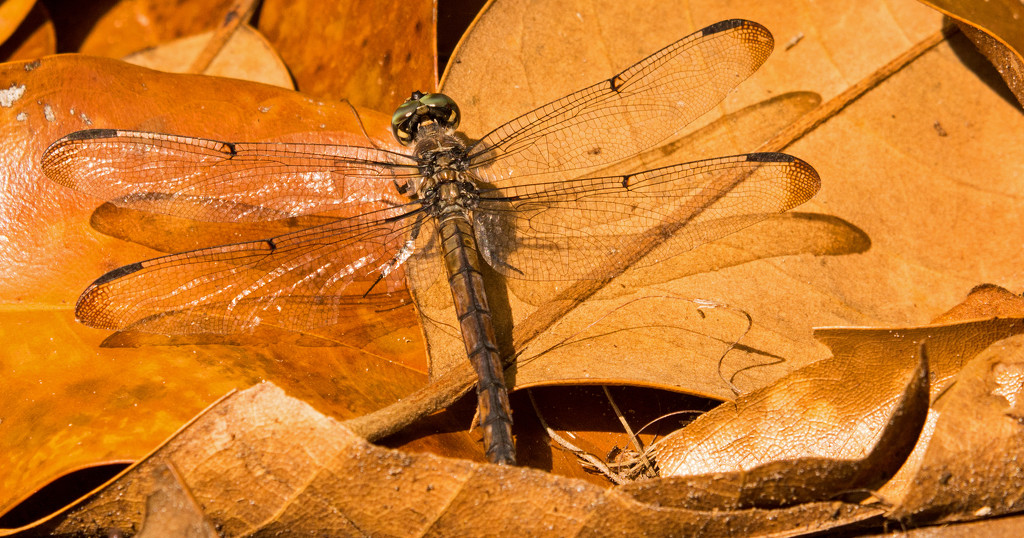 Dragonfly and Leaves! by rickster549