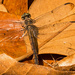 Dragonfly and Leaves! by rickster549