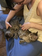 18th Jun 2019 - My lap is a bed 