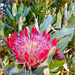 Protea growing wild by ludwigsdiana