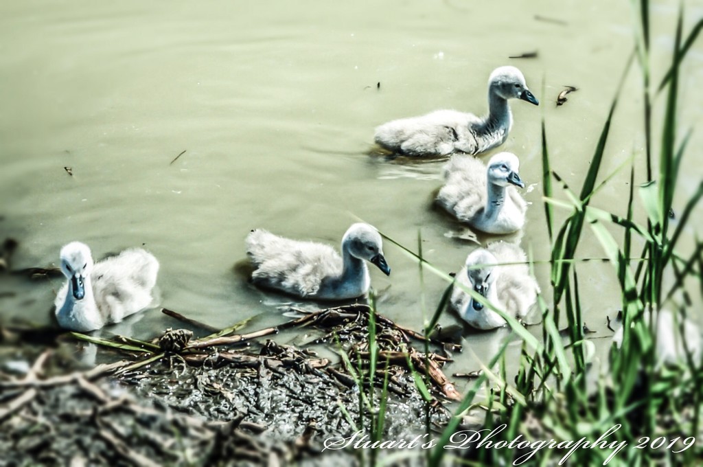 Young Cygnets  by stuart46