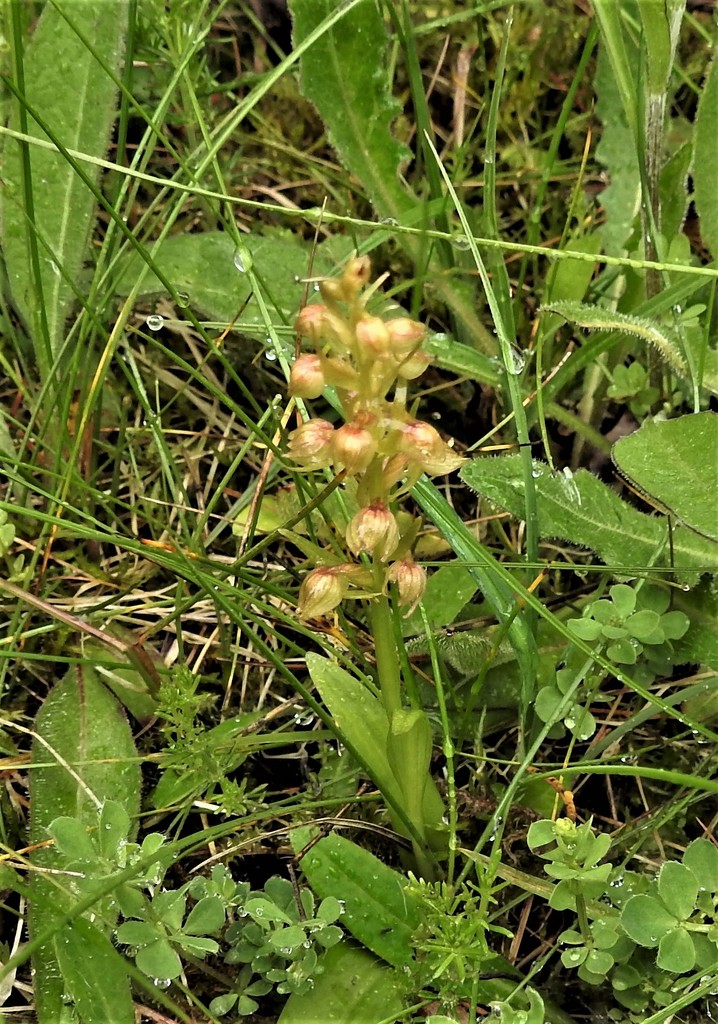 Frog Orchid by oldjosh
