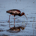 White faced ibis by lindasees