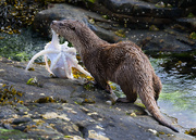 17th Jun 2019 - Otter with octopus