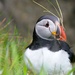 HORNED PUFFIN by markp