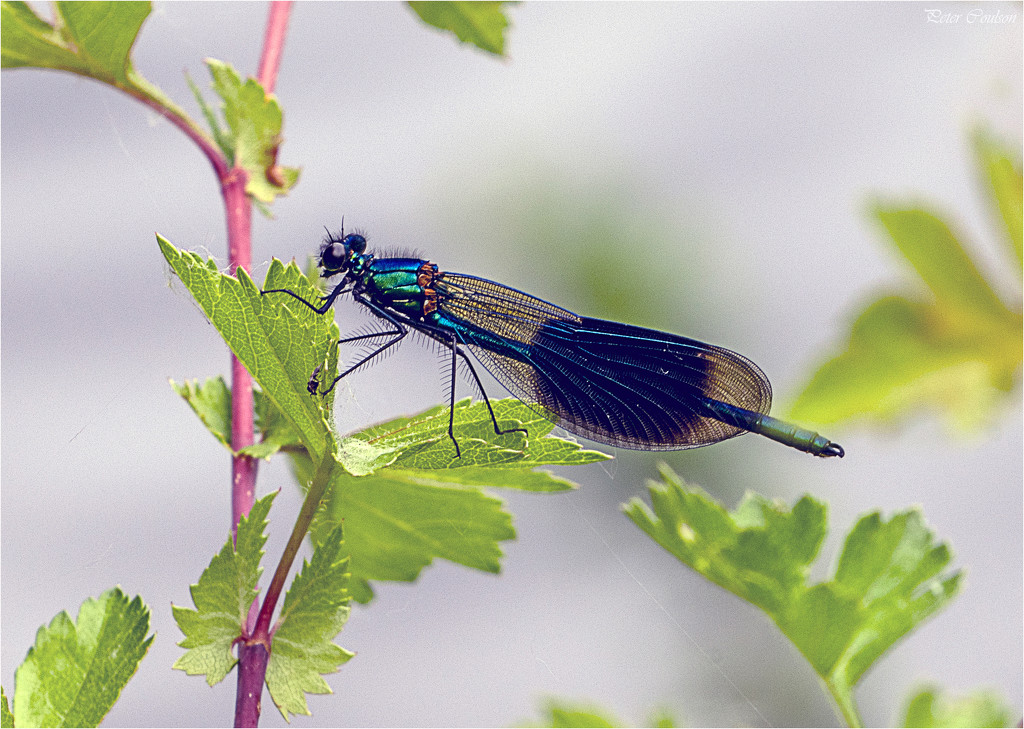 Male Banded Demoiselle  by pcoulson