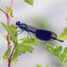 Male Banded Demoiselle  by pcoulson