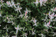 19th Jun 2019 - Flowering bush