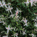 Flowering bush by joansmor