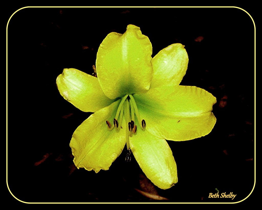Yellow Day Lily by vernabeth