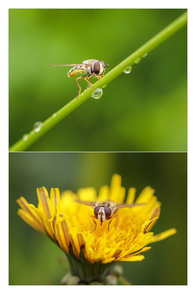 hoverfly by aecasey