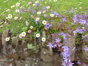 19th Jun 2019 - Flowers over the garden wall 