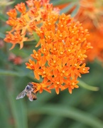 19th Jun 2019 - June 19: Honey bee on butterfly weed