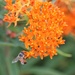 June 19: Honey bee on butterfly weed by daisymiller