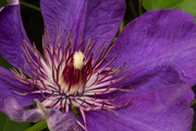 19th Jun 2019 - Clematis in Color