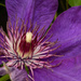 Clematis in Color by tdaug80