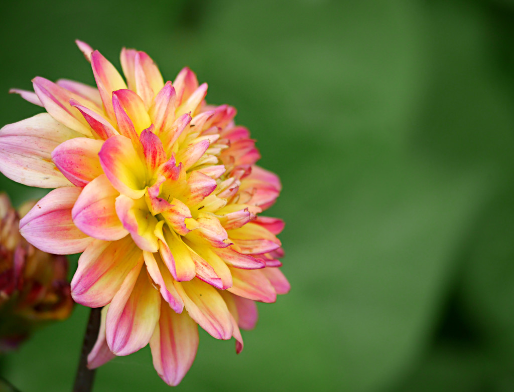 A Dahlia of My Own by gq