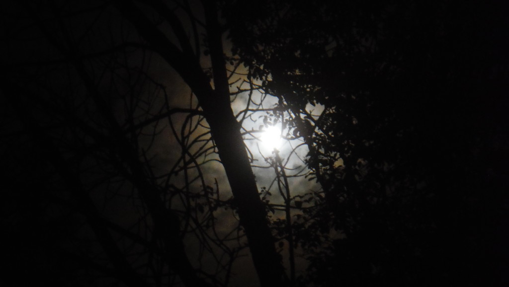 Moonlight by spanishliz