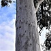 Beautiful Scribbly Gum Tree ~    by happysnaps