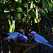 The Lorikeets Are Away ~  by happysnaps