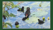 14th Jun 2019 -  Five young Moorhens being fed.