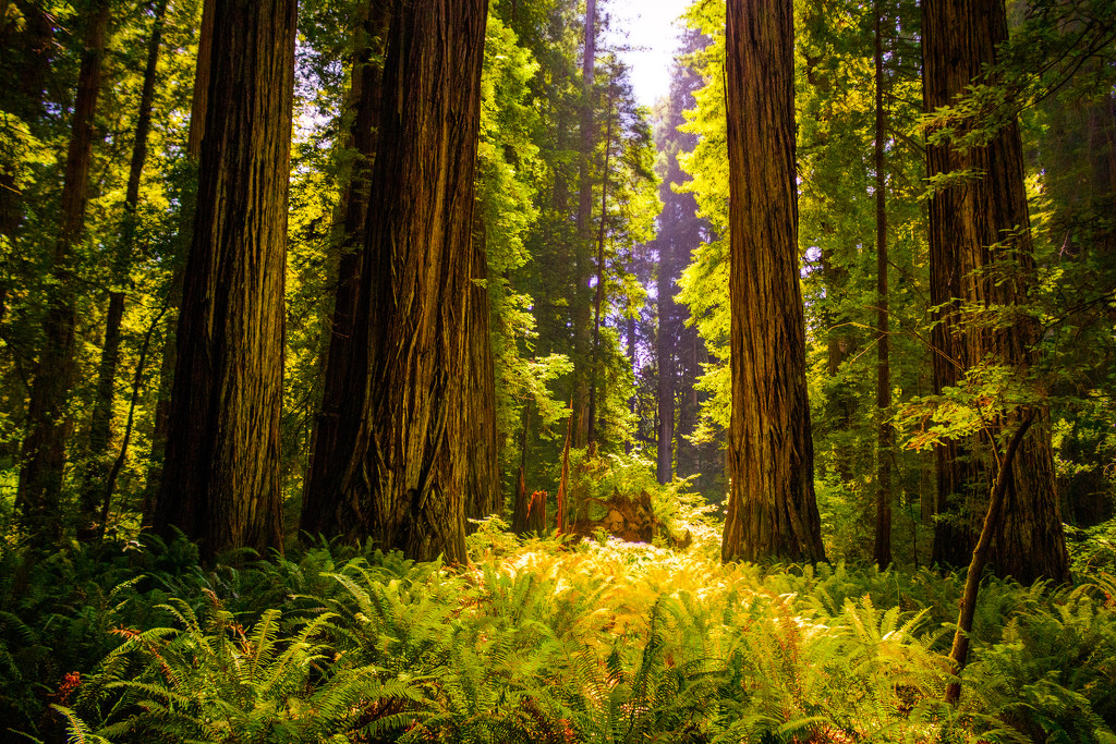 Redwoods, 2014 by swchappell