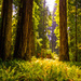 Redwoods, 2014 by swchappell