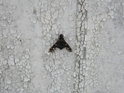19th Jun 2019 - Moth on Shed Wall
