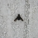 Moth on Shed Wall by sfeldphotos