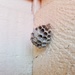 Tiny Nest by kimmer50