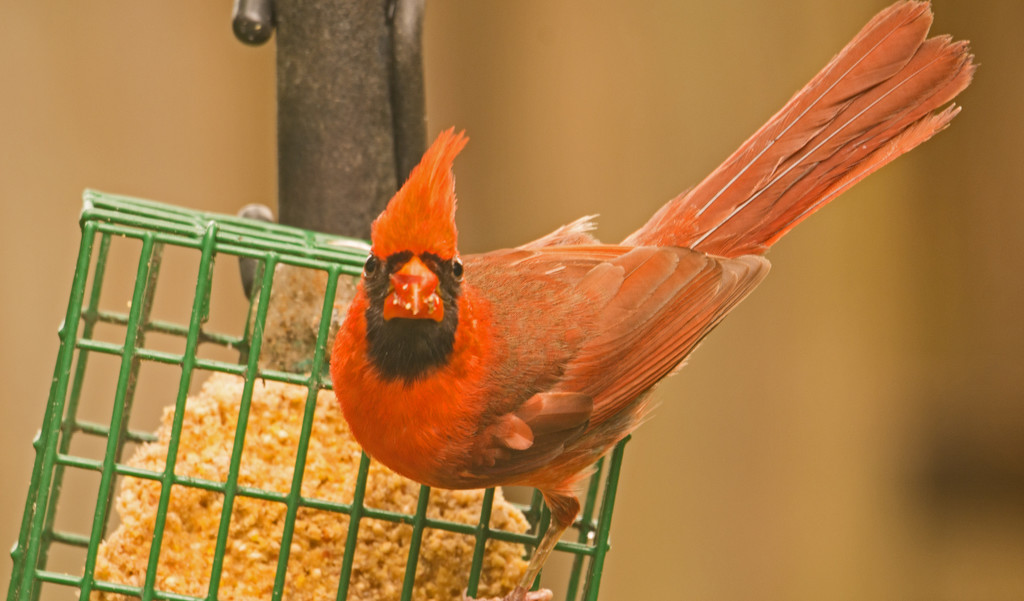 Mr Cardinal on the Suet! by rickster549