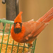 Mr Cardinal on the Suet! by rickster549