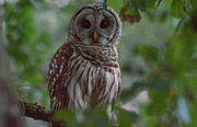 19th Jun 2019 - Barred Owl After Sunset!