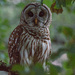 Barred Owl After Sunset! by rickster549