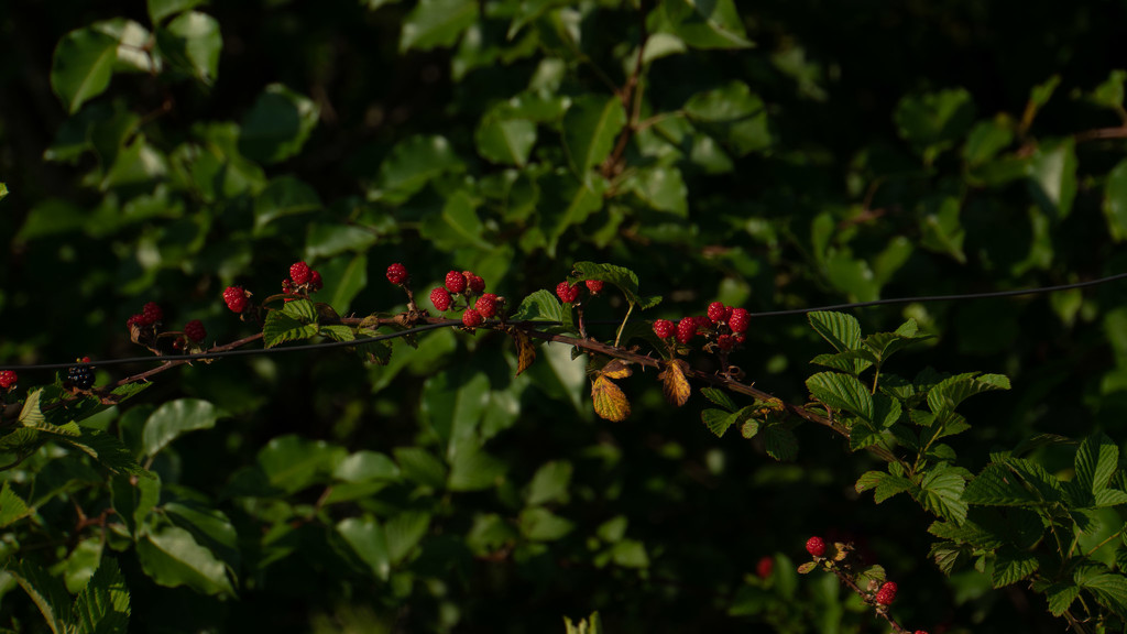 Blackberries by randystreat