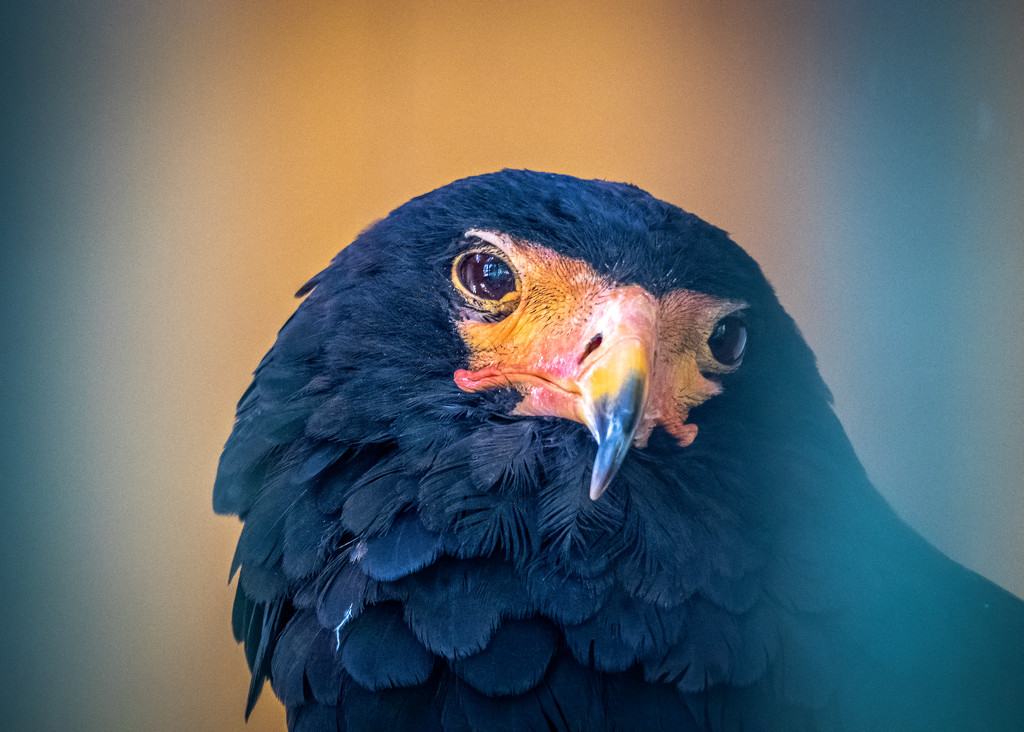 Bateleur Eagle by rosiekerr