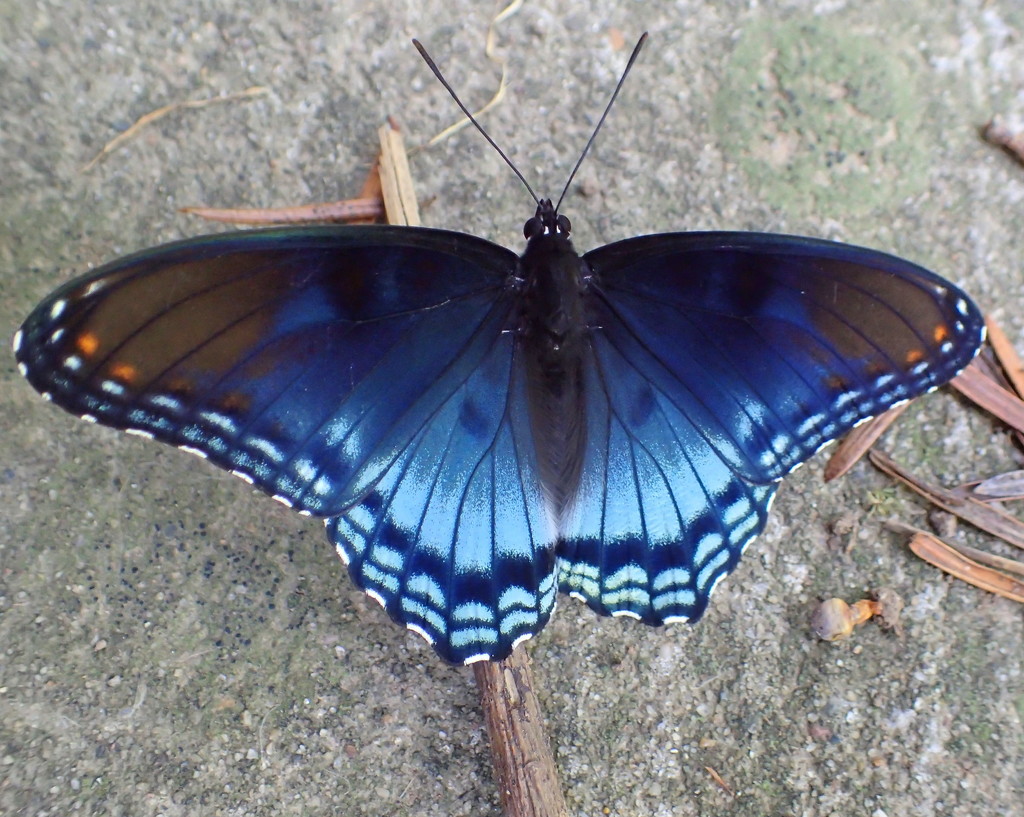 Red-Spotted Purple Butterfly by cjwhite