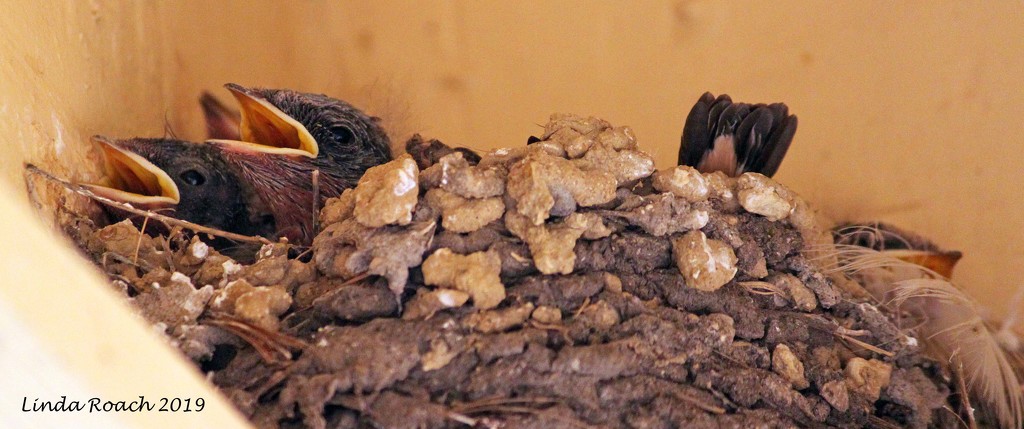House of Mud - Barn Swallow Family by grannysue