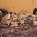 House of Mud - Barn Swallow Family by grannysue