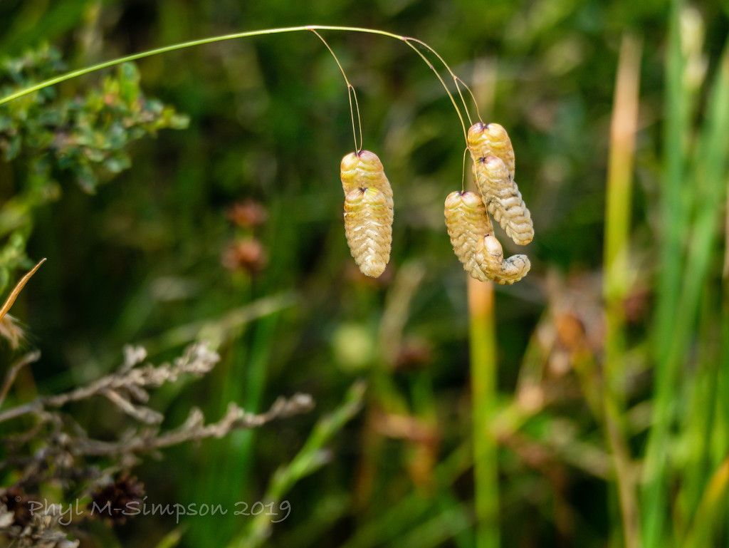 Seed Pods by elatedpixie