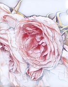 19th Jun 2019 - Faffed pink roses