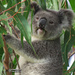 happy snacking by koalagardens