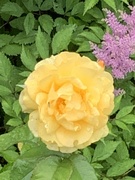 20th Jun 2019 - Yellow rose w purple