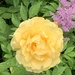 Yellow rose w purple by pfaith7