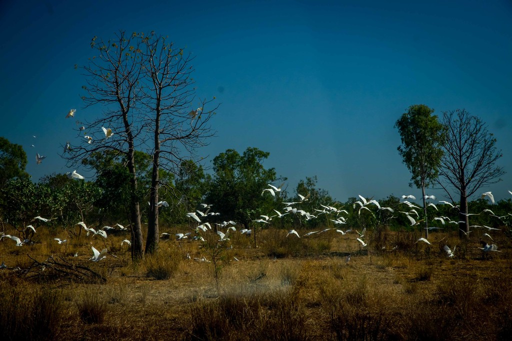 Corellas by pusspup