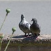 Mr. & Mrs.Pigeon by lastrami_
