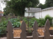 10th Jun 2019 - 4-H garden from the back